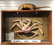 A King Crab in the Museum